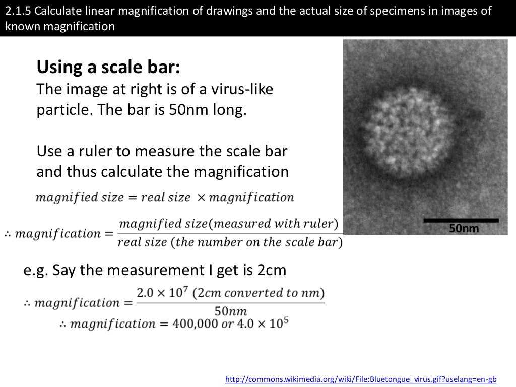 Magnification size and scale bars answers