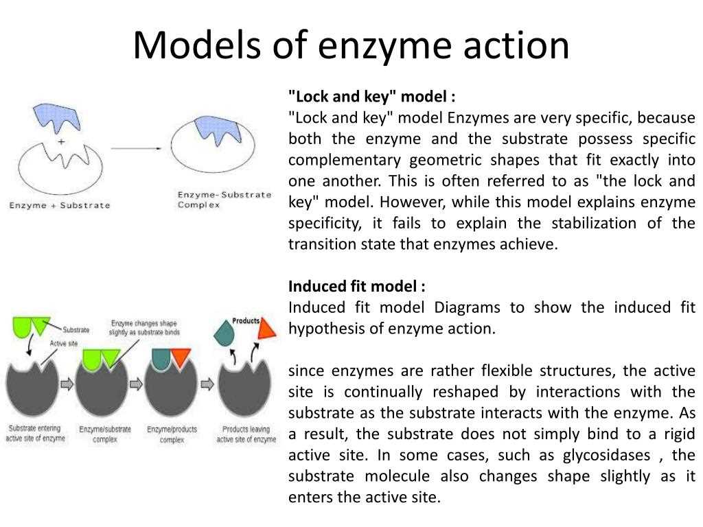 Types of Enzymes