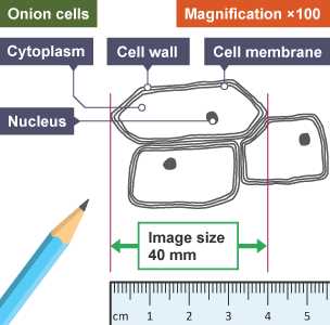 How to determine the magnification size