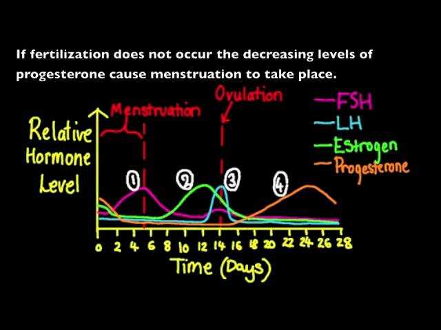 Key Components of the Menstrual Cycle Graphing Lab 12