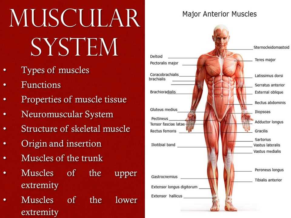 How Can I Keep My Muscles Healthy?