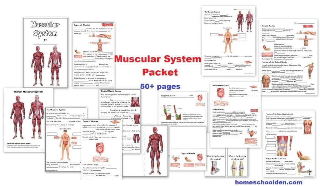 Functions of the Muscular System