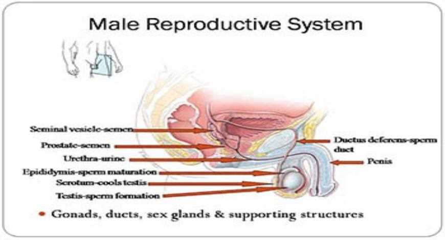 4. What are the organs involved in sexual reproduction?