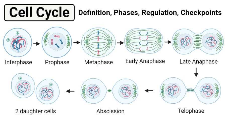 Cell Cycle Checkpoints