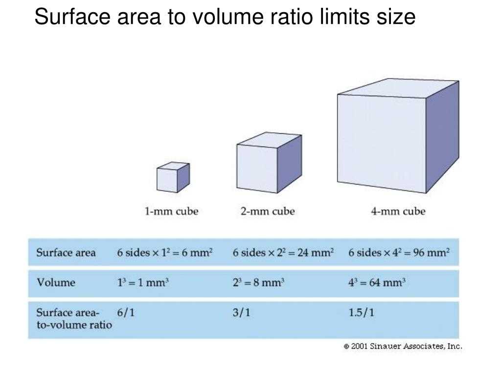 Exploring an Answer Key for Cell Size Questions