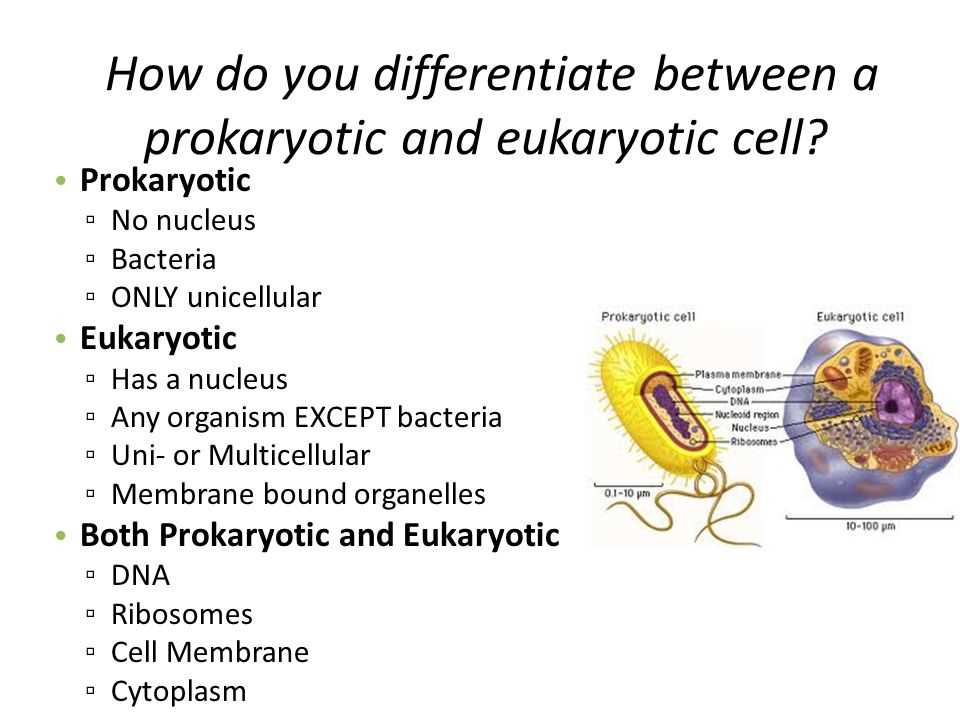 Prokaryotic and eukaryotic cells worksheet answers pdf