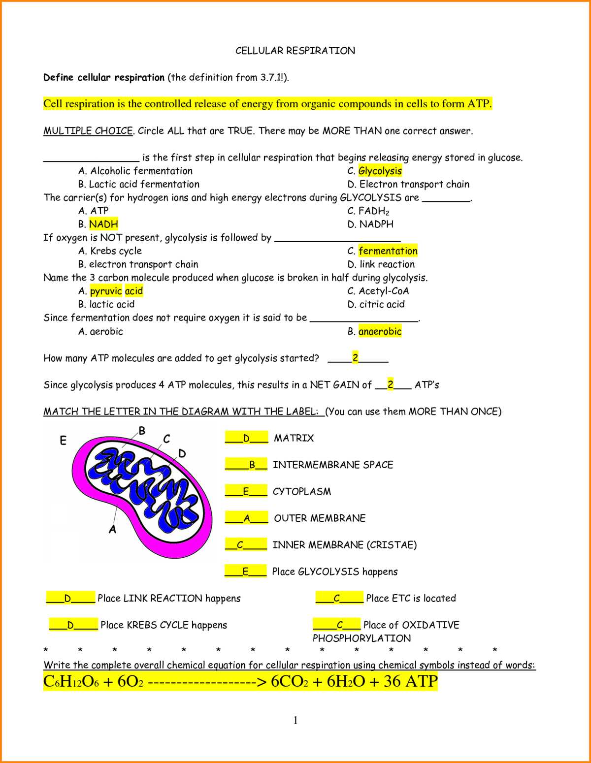 The role of ATP in Cell Respiration