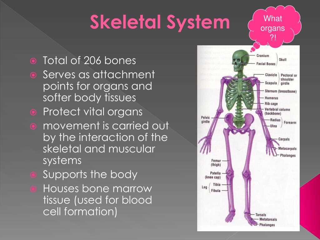 The Skeletal System Read Theory Answers