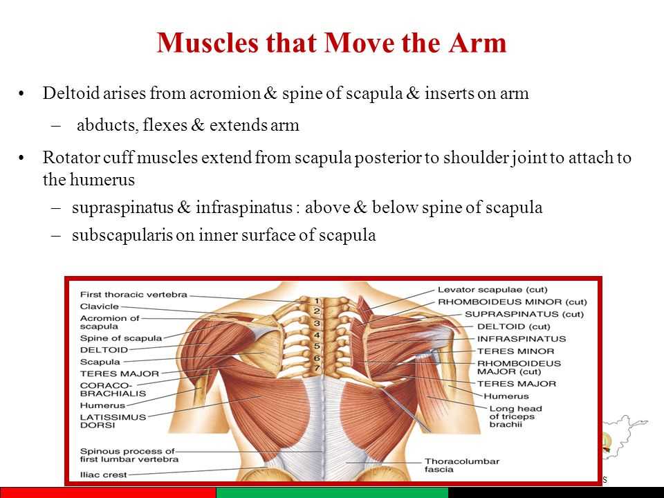 What is the Muscular System?