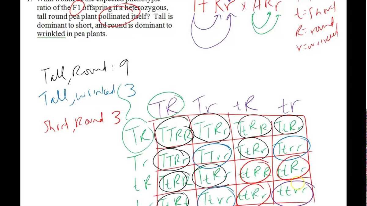 Using Punnett Squares to Solve Monohybrid Cross Problems