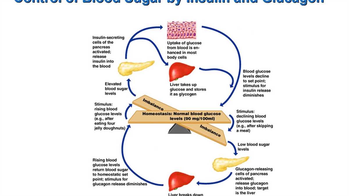 Factors affecting glucose and glucagon feedback loops