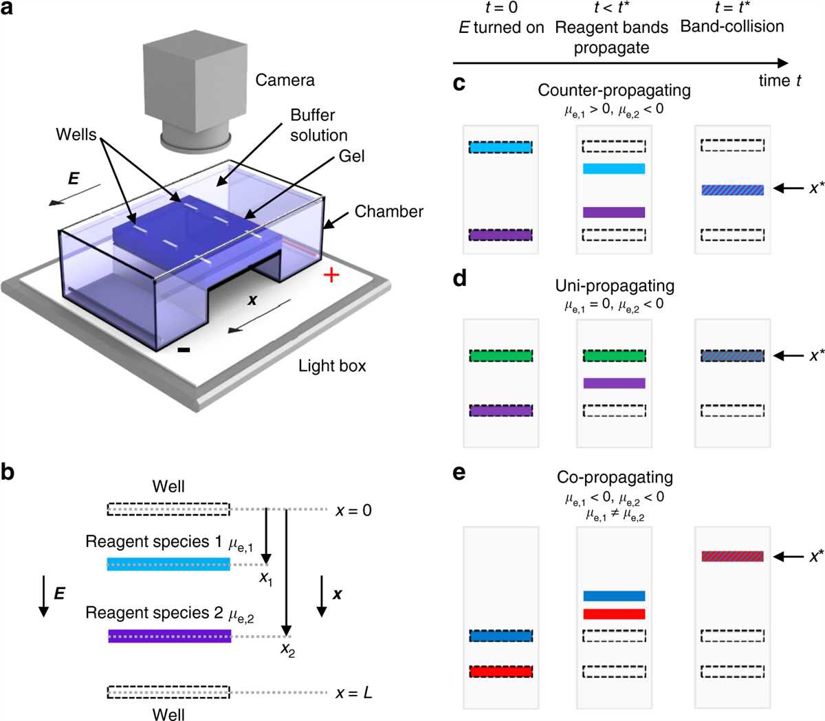 Virtual Gel Electrophoresis Lab: Procedure