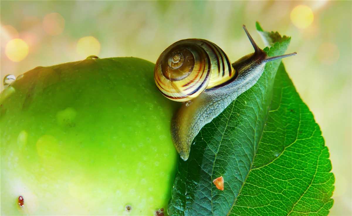 Using the Gizmo to Explore Plant-Snail Interactions