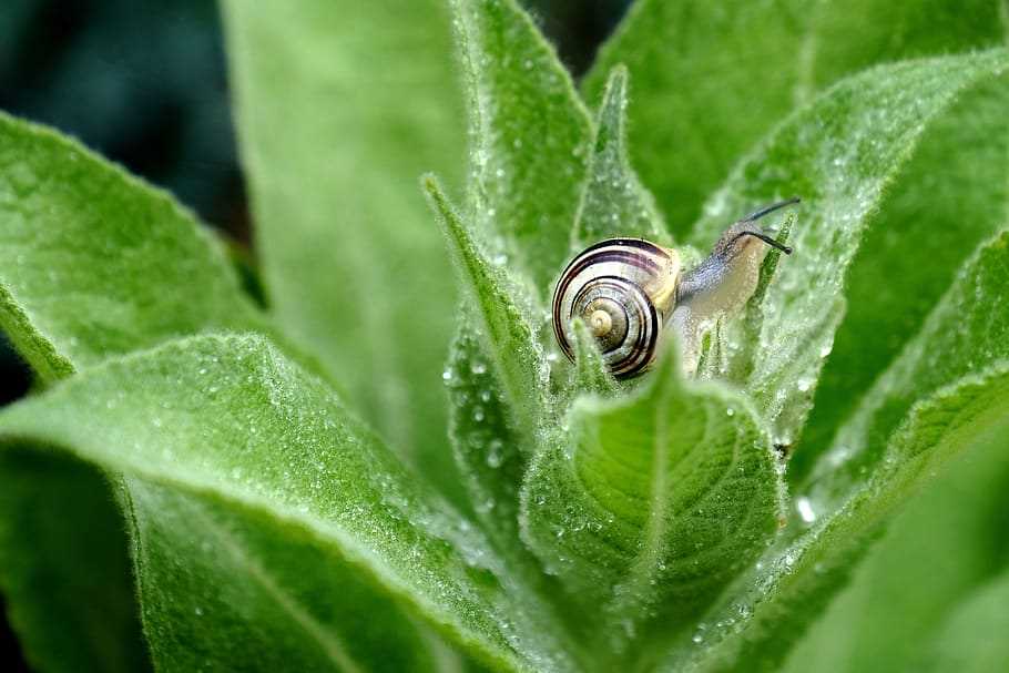 Plants and snails gizmo answers