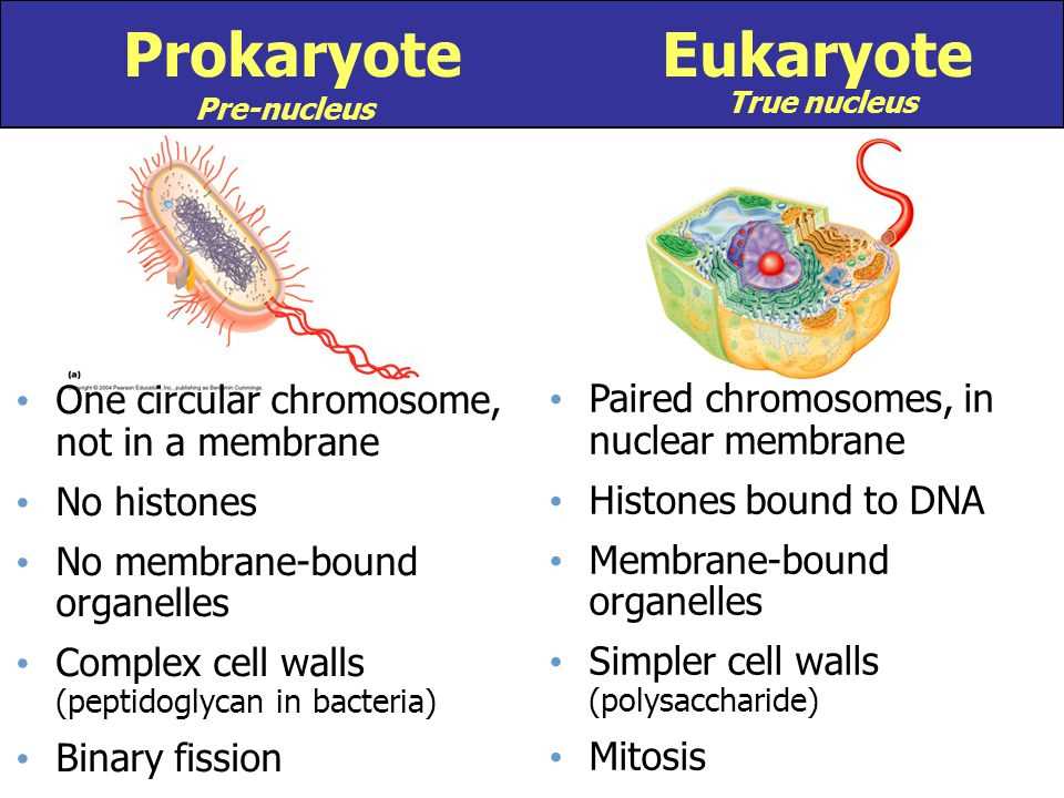 Overview of Eukaryotic Cells