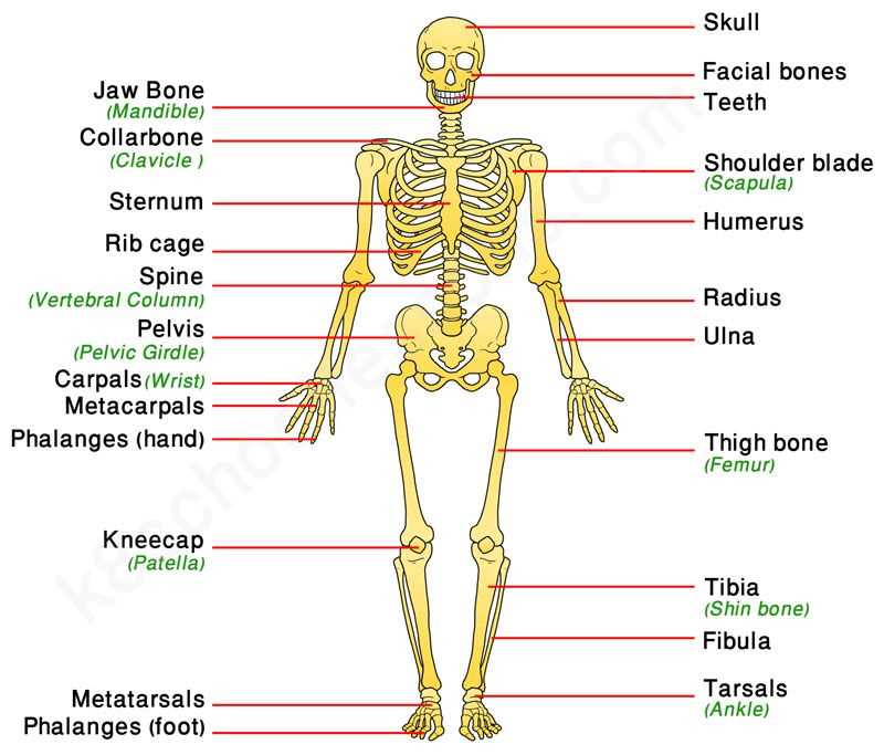 Skeletal and Articular Systems Coloring Answers