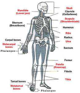 What are skeletal and articular systems?