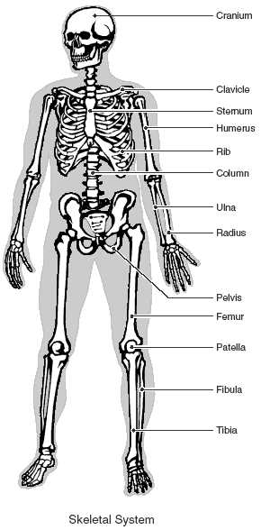 Why should you color diagrams of skeletal and articular systems?