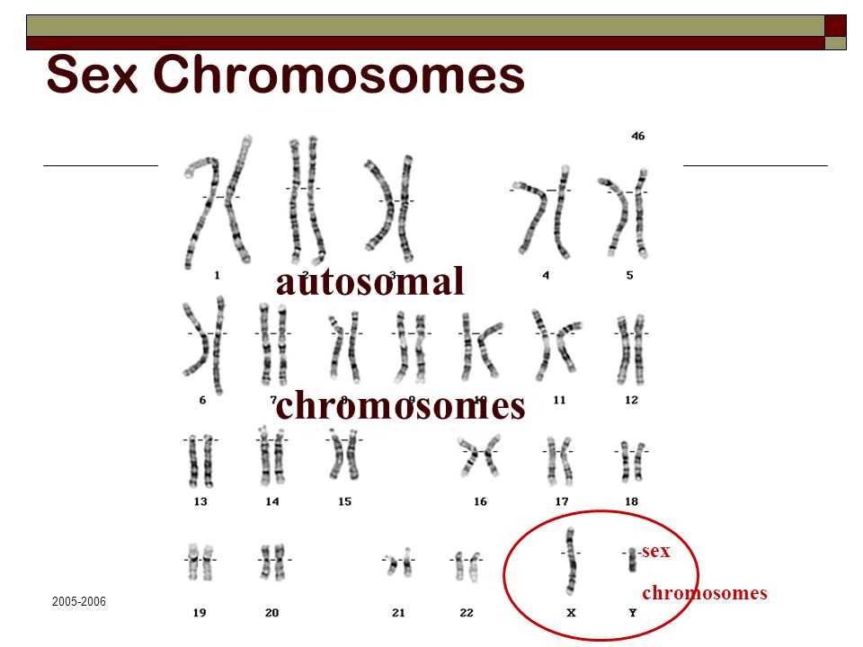 14.1 human chromosomes answer key pdf