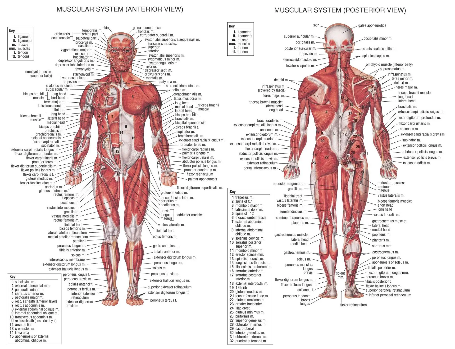 Muscular system questions and answers pdf