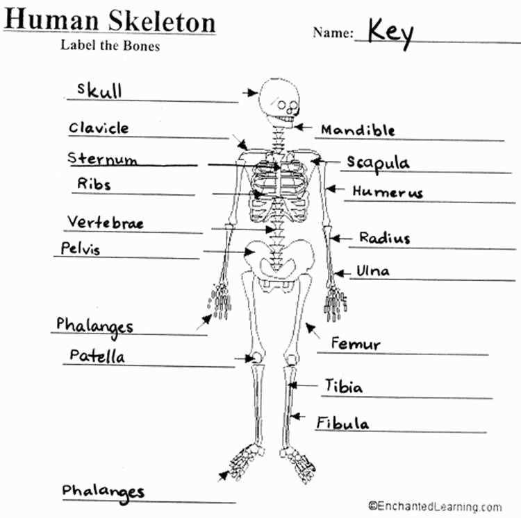 2. How many bones are in the human body?