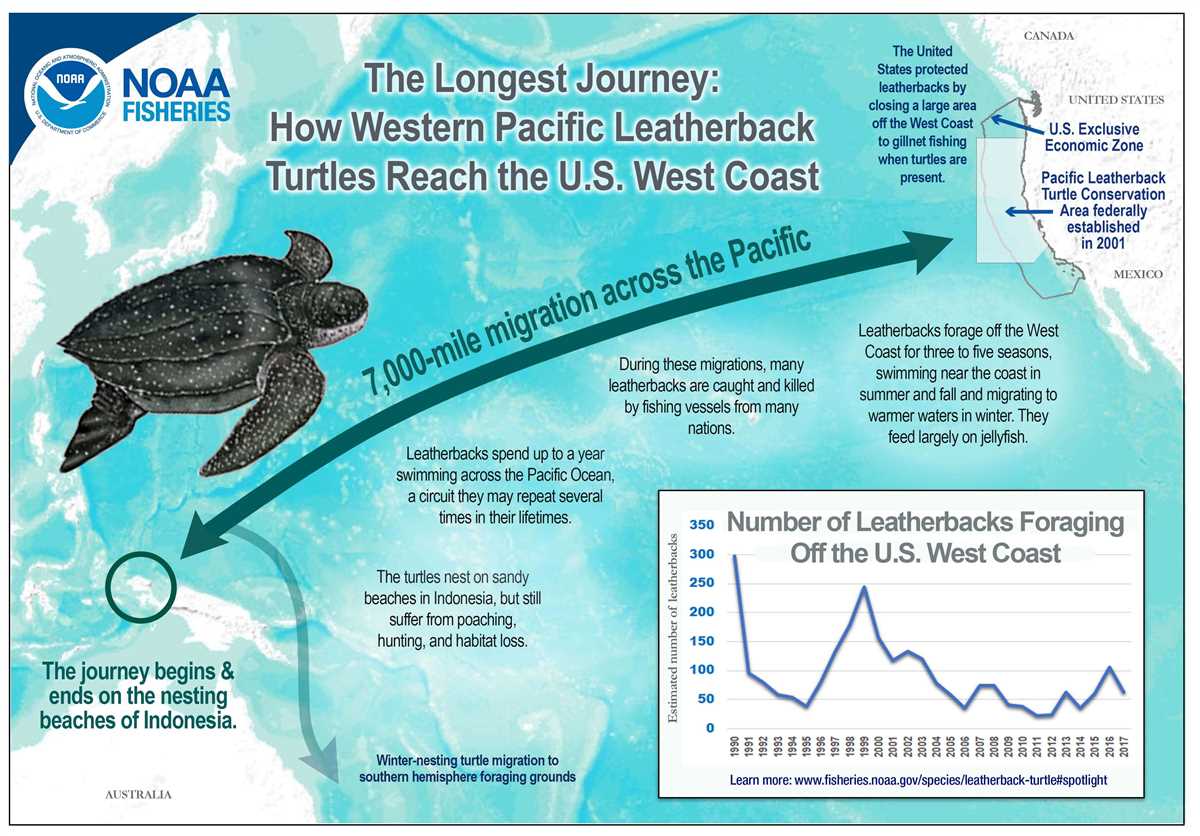 Examining the role of the turtle