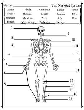 Understanding the Read Theory about the Skeletal System