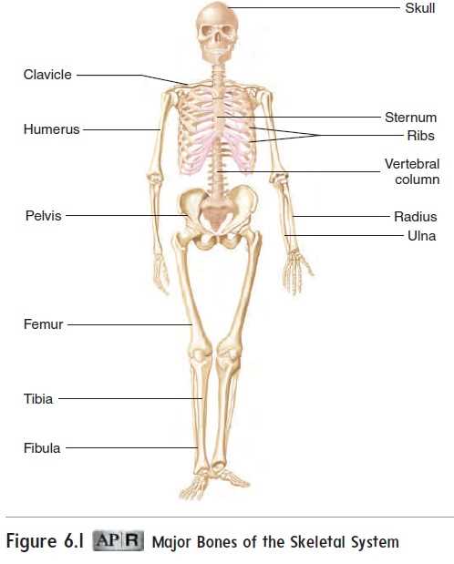 1. What is the skeletal system?