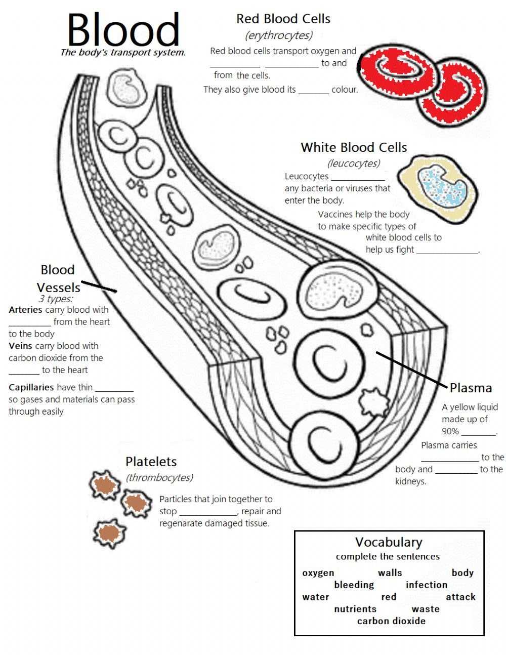 Red Blood Cells