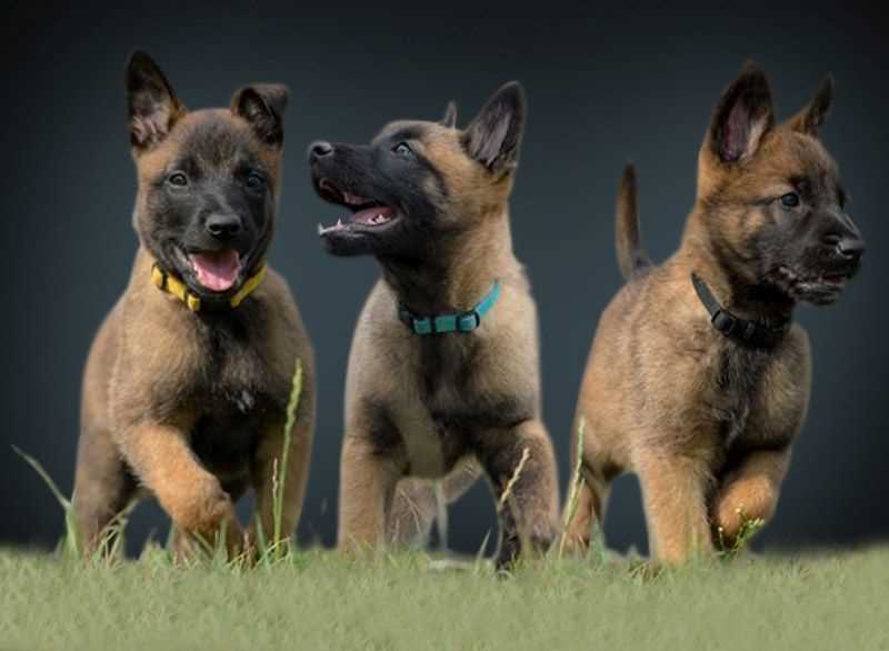 How Does a Belgian Malinois DNA Test Work?