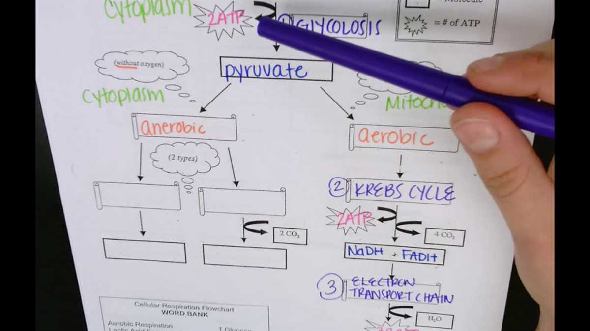 The connection between Cell Respiration and Energy Production