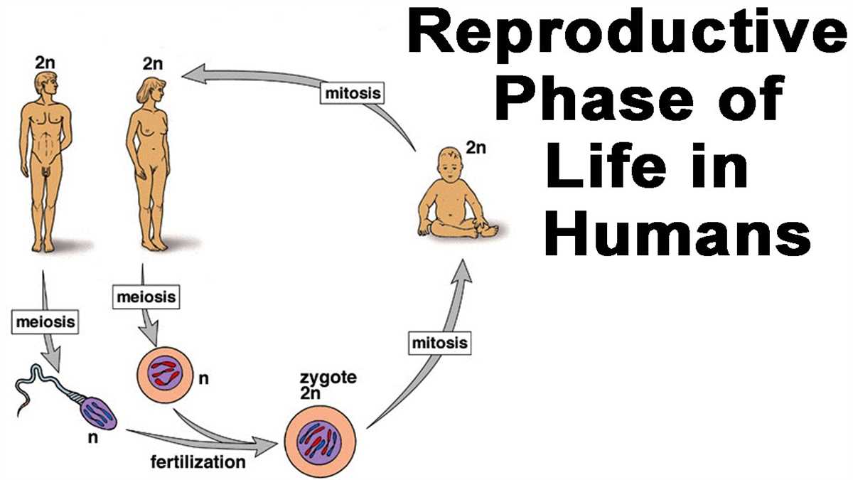 5. How does fertilization occur in sexual reproduction?