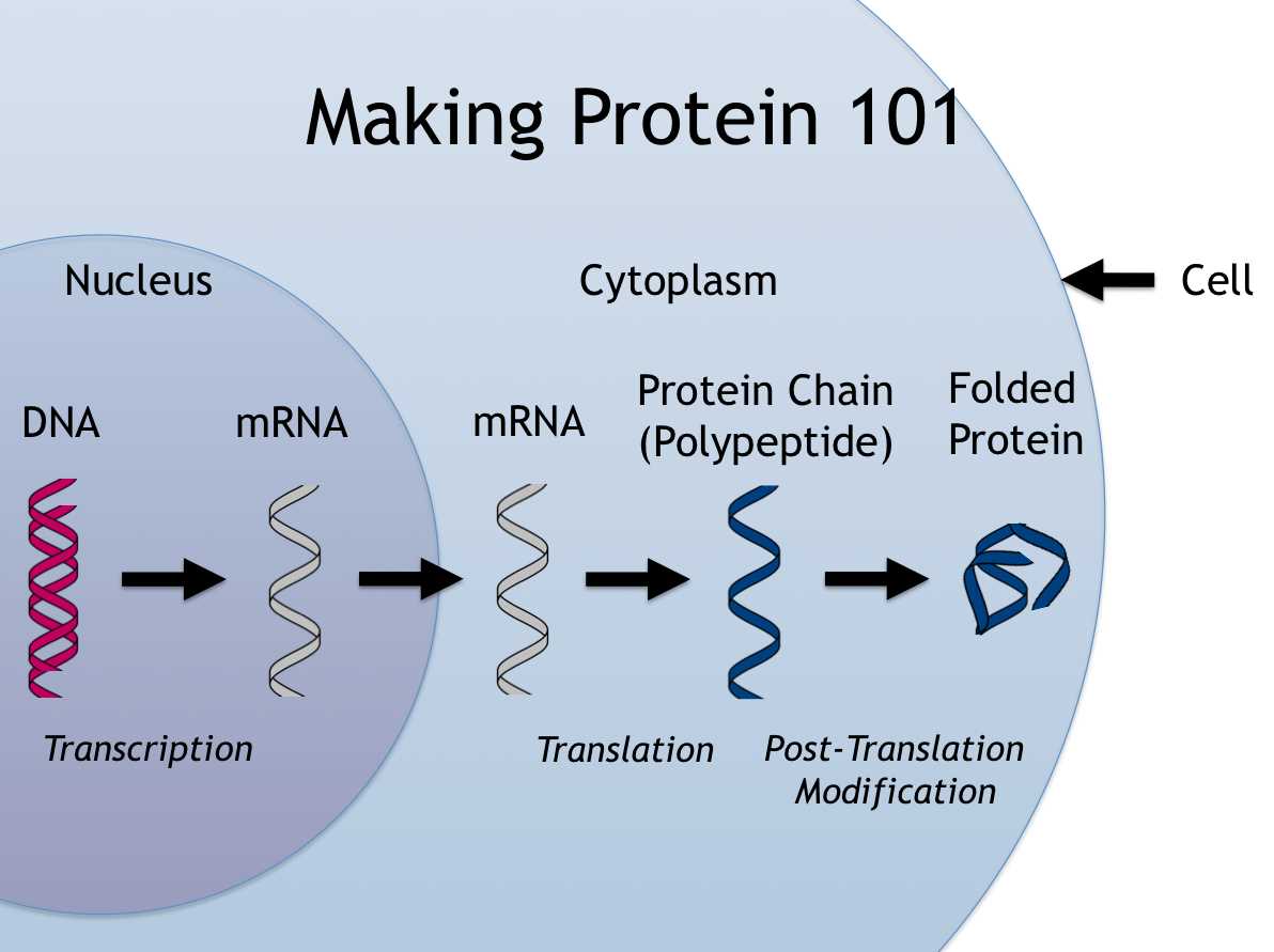 Factors Affecting Lab Protein Synthesis Transcription and Translation