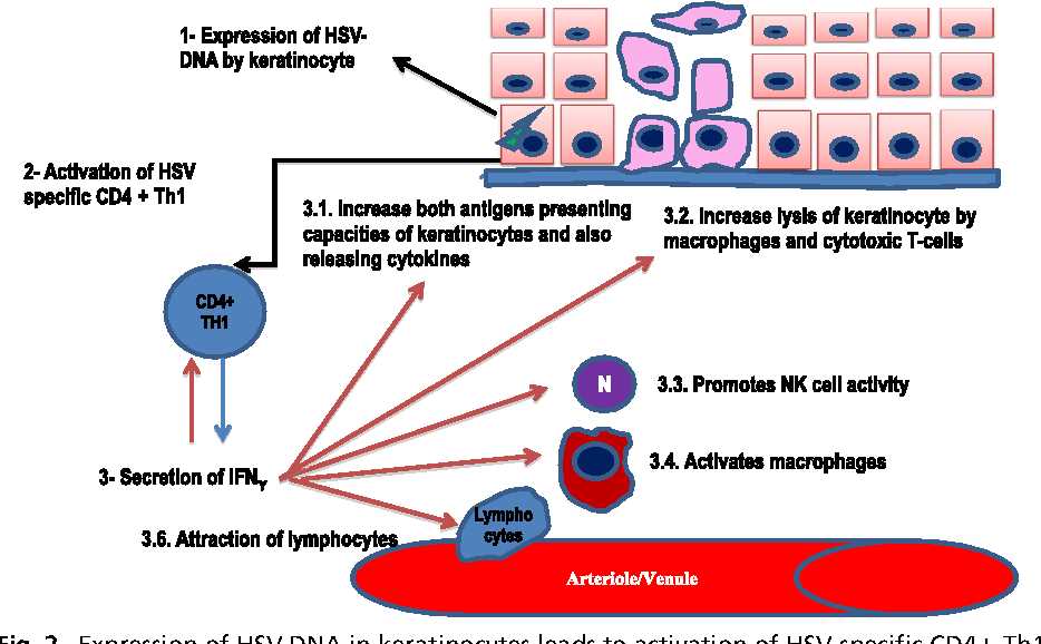 Understanding Keratinocytes