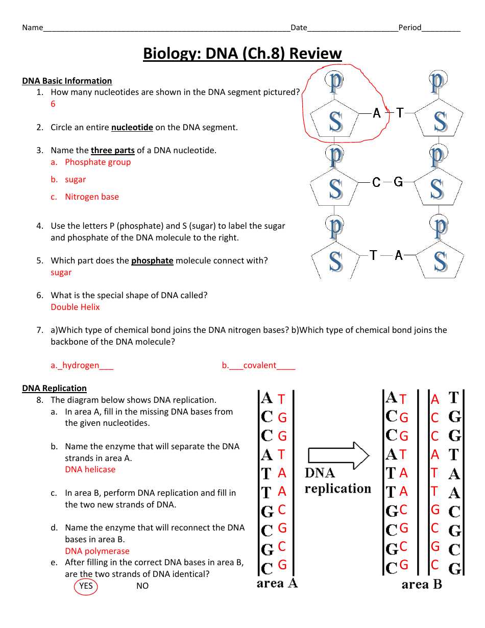 Dna structure paper model lab answer key