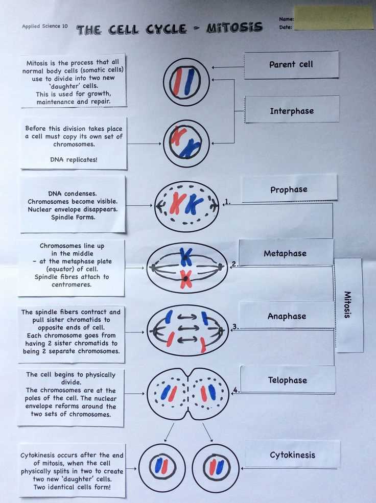 What is Meiosis?