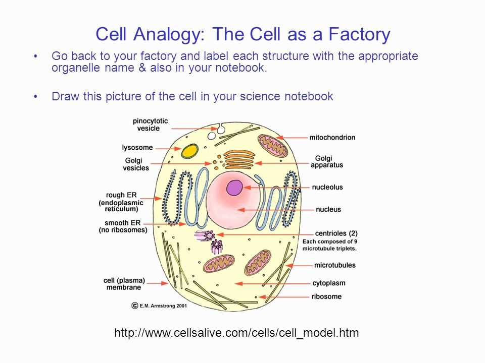 Exploring Cell Environments