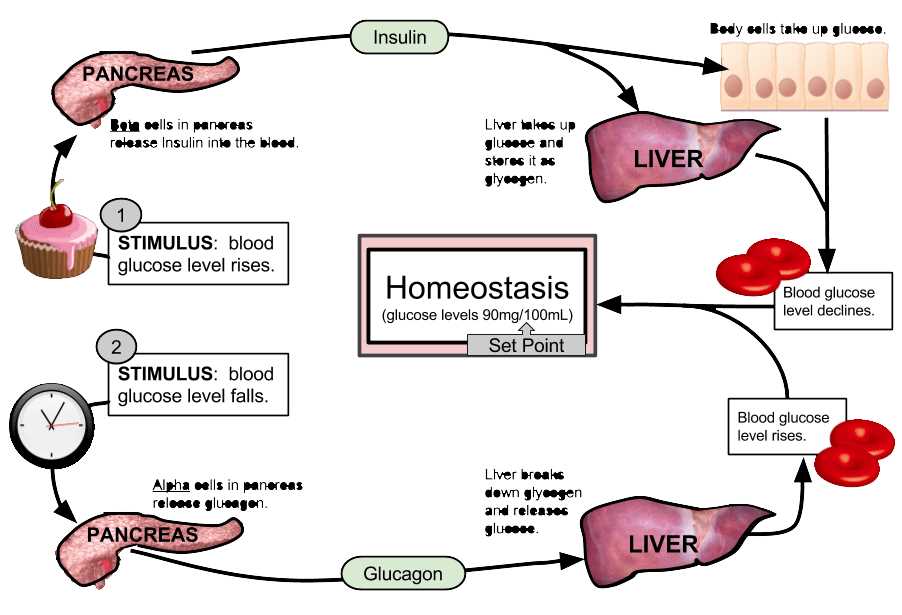 Feedback loops glucose and glucagon answer key