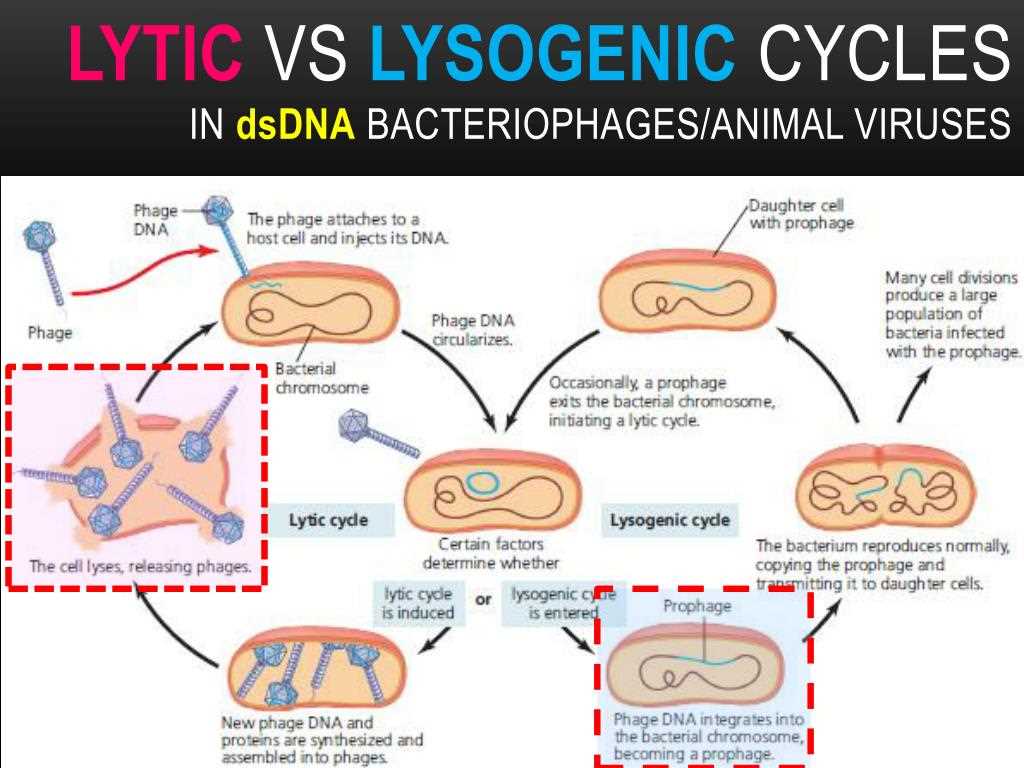 Virus lytic cycle gizmo answers