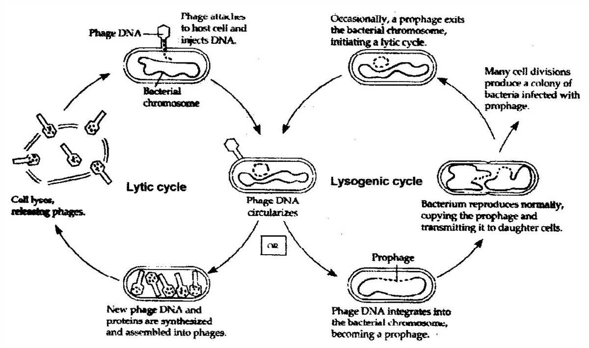 2. Vaccine Development