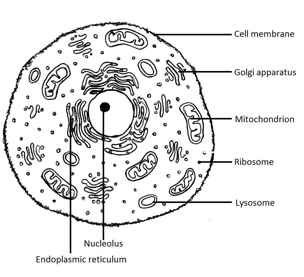 What is a Plant and Animal Cell?