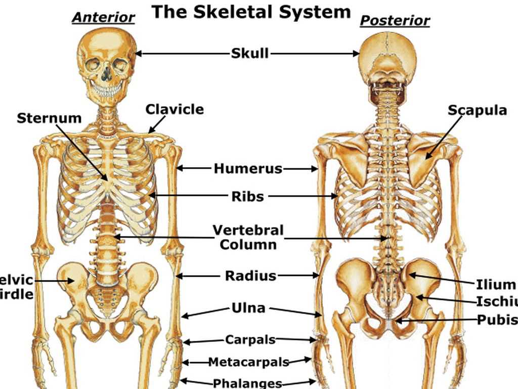 The skeletal system read theory answers