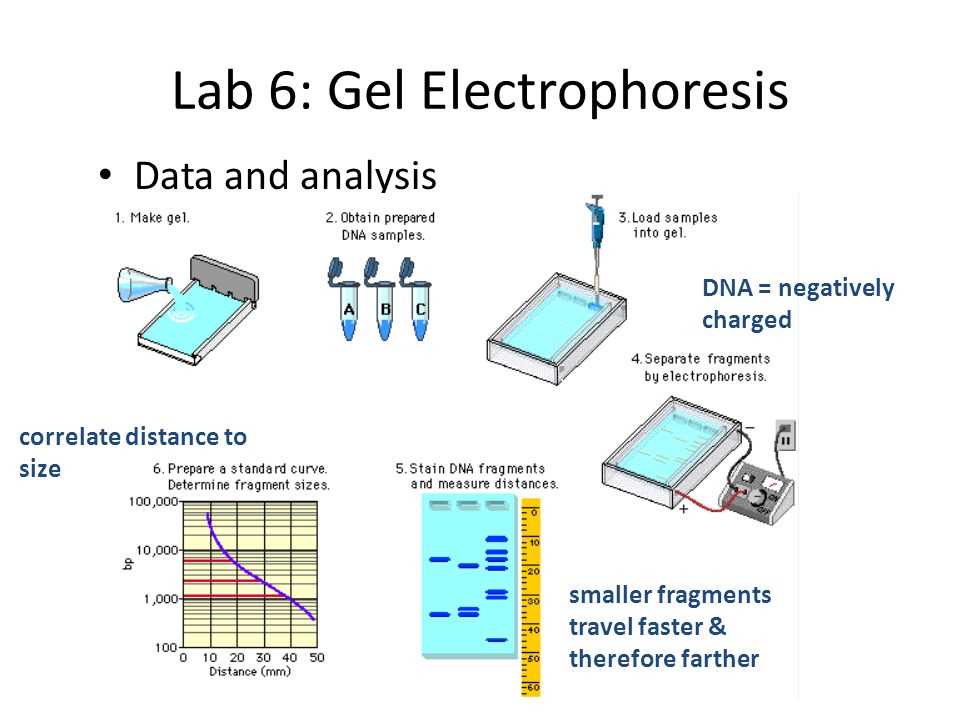 What is Gel Electrophoresis?