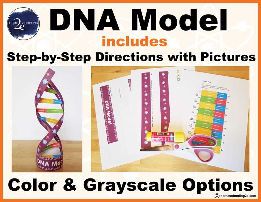 Overview of the Paper Model Lab