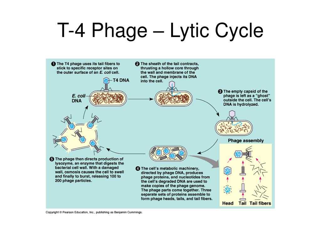Understanding the Virus Lytic Cycle