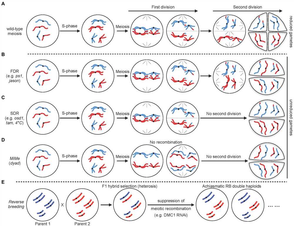 Metaphase I