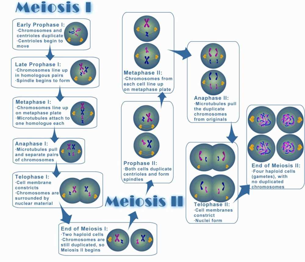 What is Meiosis and its Importance?