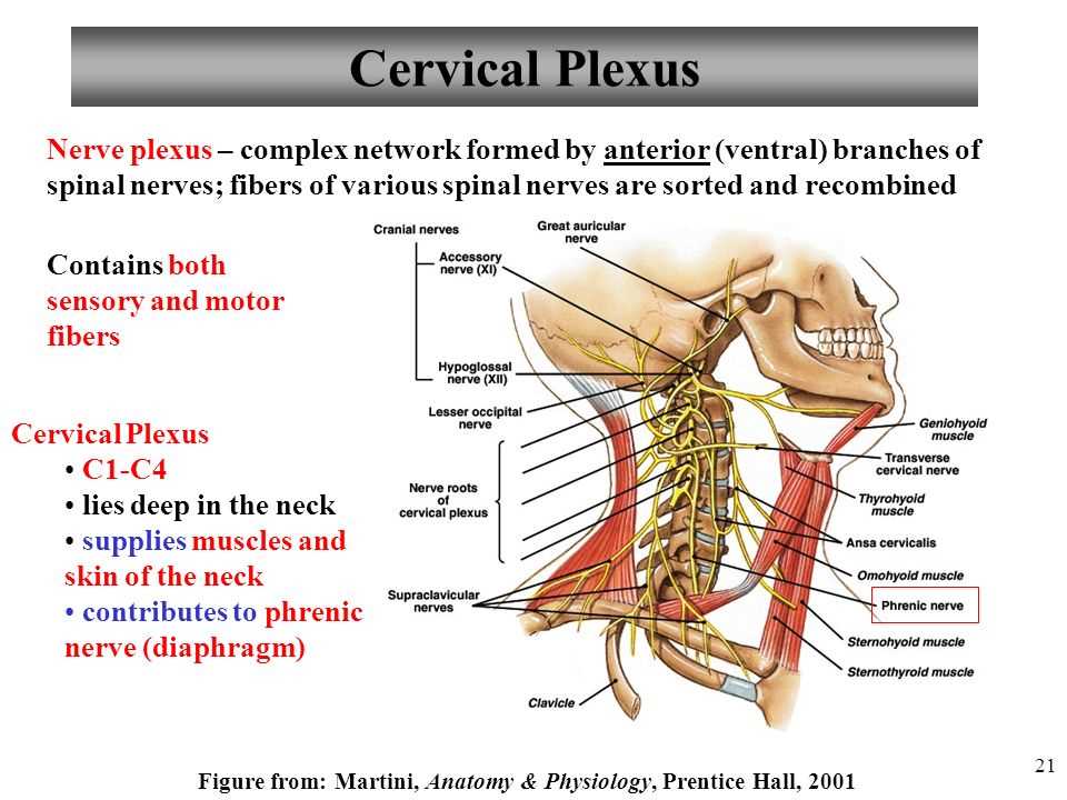 Anatomy and physiology chapter 1 test pdf