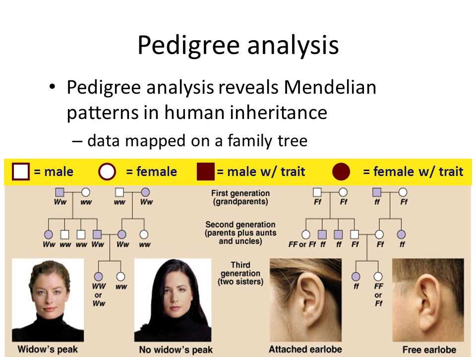 Patterns of Inheritance in Humans