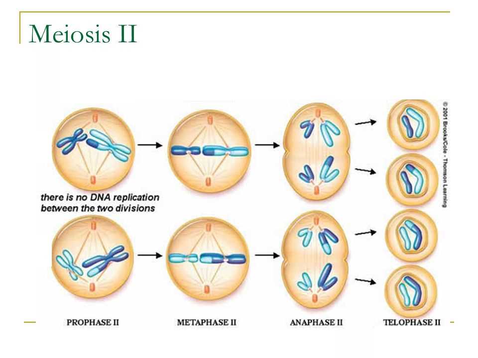 Anaphase I